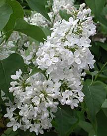 Lilac, Common White #3 Container