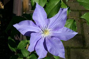 Clematis, H.F. Young #1 Container