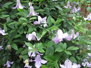 Clematis, Betty Corning #1 Container