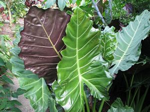 Alocasia, Mayan Mask 8" Container