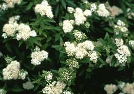 Spirea, Japanese White #2 Container