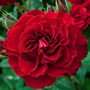 Hybrid Rose, Climbing Lady in Red™ #2 Container
