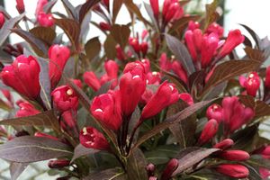 Weigela, Electric Love #2 Container