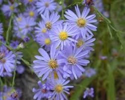 Aster laevis Flat of 38-2"