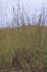 Grass, Andropogon gerardii Flat of 36-2"