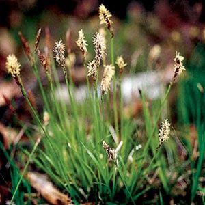 Grass, Carex pensylvanica Flat of 24-3"