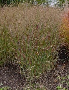 Grass, Panicum virgatum Flat of 36-2"