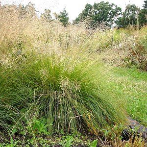 Grass, Sporobolus heterolepis Flat of 36-2"