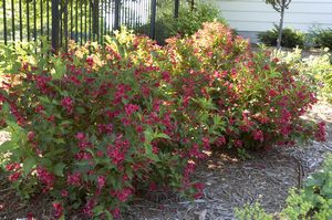 Weigela, Red Prince #2 Container