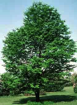 Yellowwood, American #10 Container
