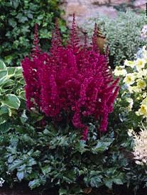 Astilbe, Vision in Red #1 Container