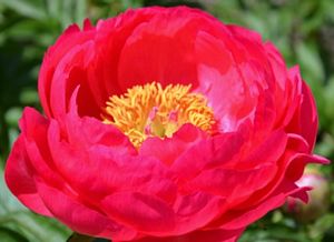Paeonia, Cytherea #2 Container