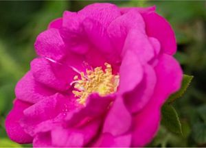 Shrub Rose, Lotty's Love® #2 Container