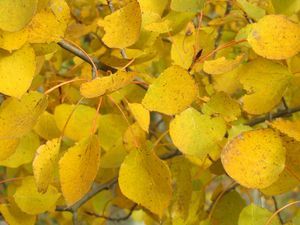 Aspen, Prairie Gold Clump #15 Container