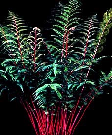 Fern, Lady in Red #1 Container