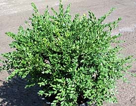 Boxwood, Northern Charm #3 Container