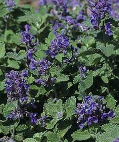 Nepeta, Little Titch #1 Container