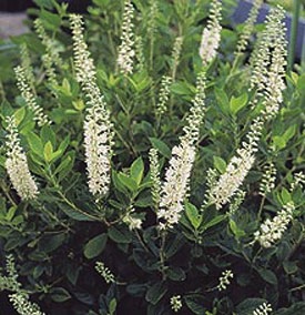 Clethra, Sixteen Candles #3 Container