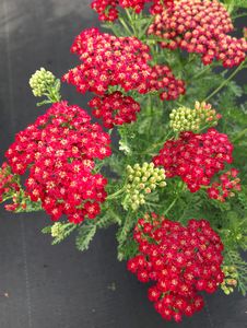 Achillea, New Vintage™ Red #1 Container