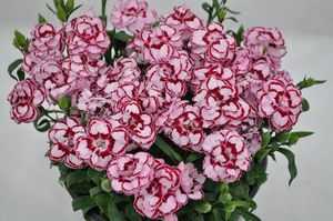 Dianthus, Constant Beauty™ Crush Pink  #1 Container