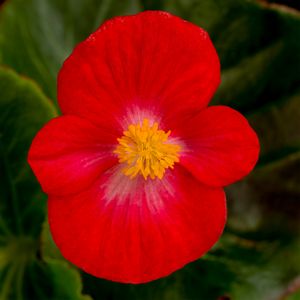 BEGONIA TOP HAT RED 4.3 IN