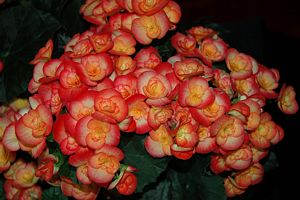 BEGONIA RIEGER RED/OR. 4.3 IN
