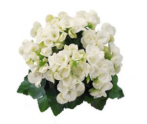 BEGONIA RIEGER WHITE 4.3 IN