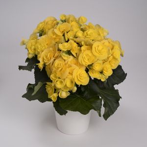 BEGONIA RIEGER YELLOW 4.3 IN