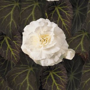 BEGONIA NON ST WHITE 4.3 IN