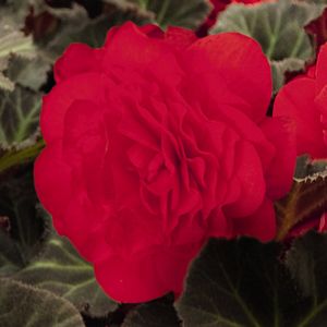 BEGONIA NON ST RED 4.3 IN
