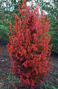 Beech, Firespire® Clump 7' B&B
