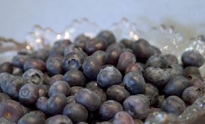 Blueberry, Superior #1 Container
