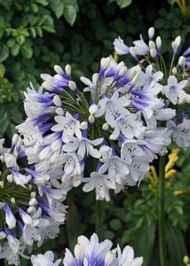 Agapanthus, Twister 9" Container