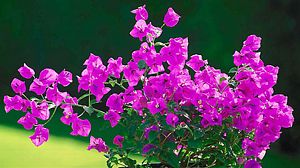 Bougainvillea, Purple Queen® Staked 9" Container