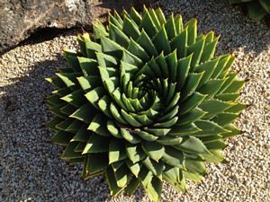 Aloe, Polyphylla Spiral 9" Container