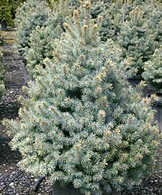 Spruce, Colorado Sester's Dwarf #7 Container