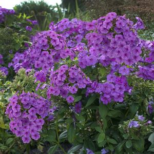 Phlox, Pan Flame Purple #1 Container