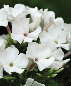 Phlox, Pan Flame White #1 Container