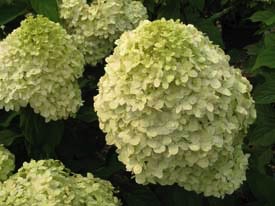 Hydrangea, Limelight Tree #7 Container