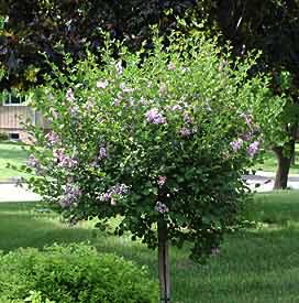 Lilac, Dwarf Korean Tree #25 Container