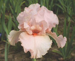 Iris, Tall Bearded Peggy Sue #1 Container