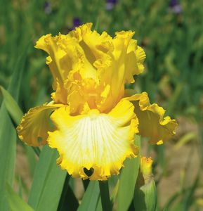 Iris, Tall Bearded That's All Folks #1 Container