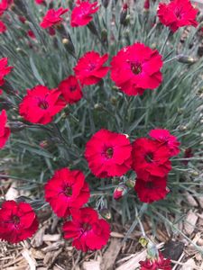 Dianthus, Mountain Frost™ Red Garnet  #1 Container