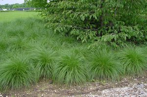 Grass, Sporobolus Prairie Dropseed #3 Container