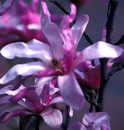 Magnolia, Leonard Messel Tree #10 Container
