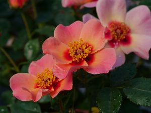 Shrub Rose, Ringo All-Star #2 Container