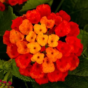 Lantana, Hot Blooded PT 8" Container