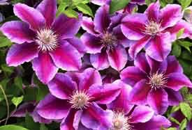 Clematis, Kilian Donahue #1 Container