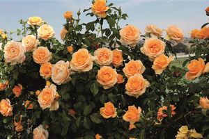 Hybrid Rose, Climbing Golden Opportunity™ #2 Container
