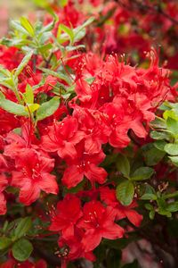 Azalea, Electric Lights™ Red #2 Container